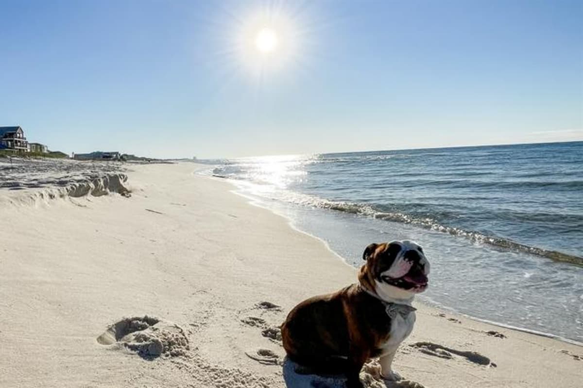 The Ona - Gulf Shores, photo 4