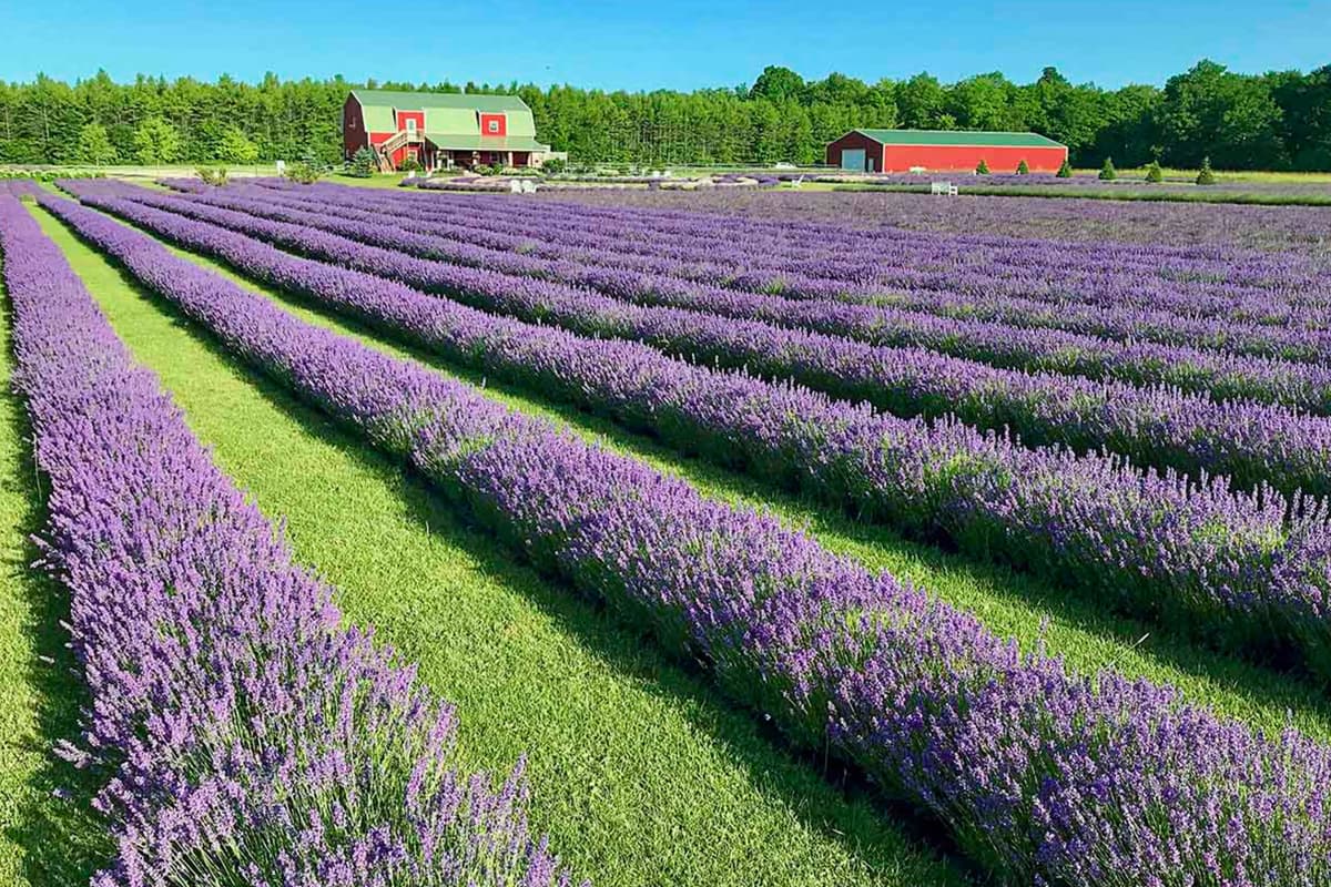 Take a scenic trip to Washington Island and experience the beauty of its fragrant lavender fields. The island is known for its peaceful countryside, natural scenery, and charming local attractions.