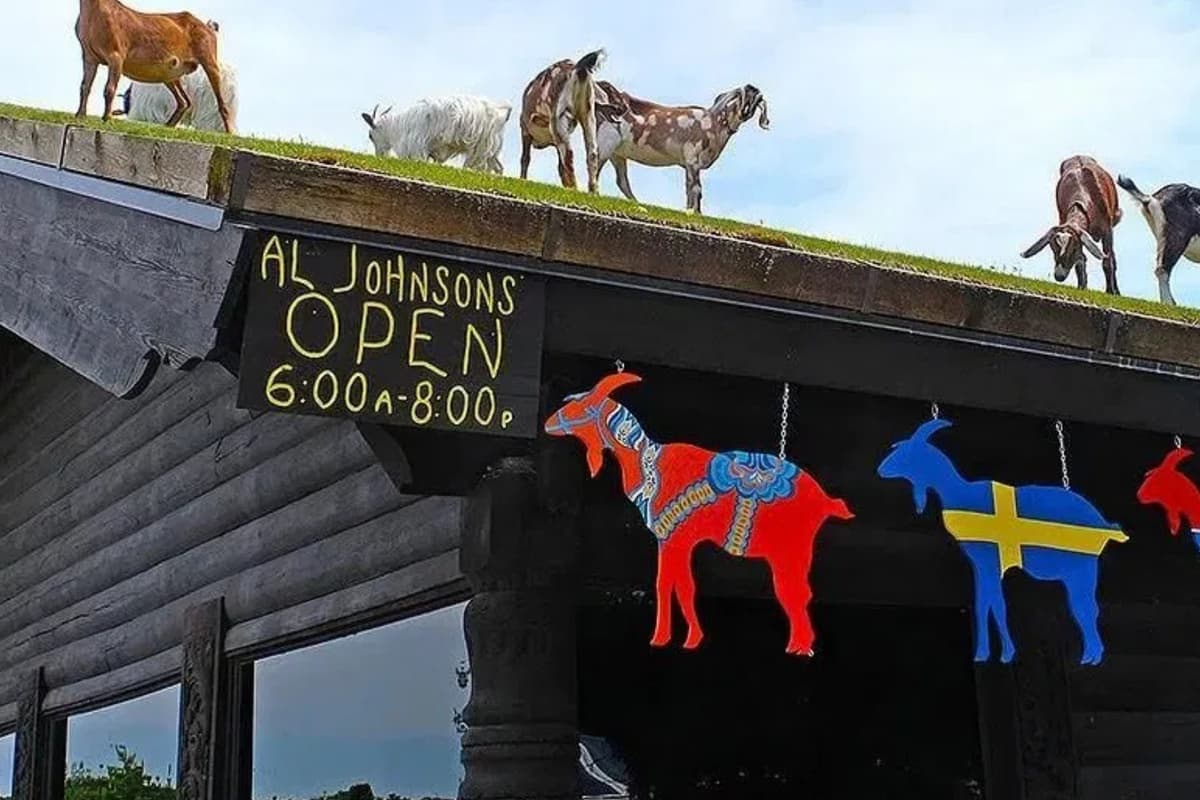 Visit the iconic Al Johnson’s Swedish Restaurant in downtown Sister Bay, a Door County favorite known for its traditional Swedish pancakes and charming Scandinavian atmosphere.