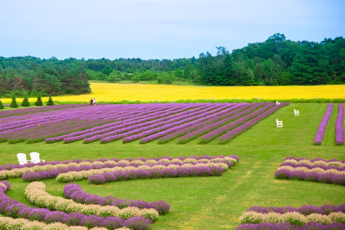 Discover the beauty of Fragrant Isle on Washington Island, renowned for its stunning lavender fields, breathtaking views, and a serene atmosphere that invites relaxation and exploration!