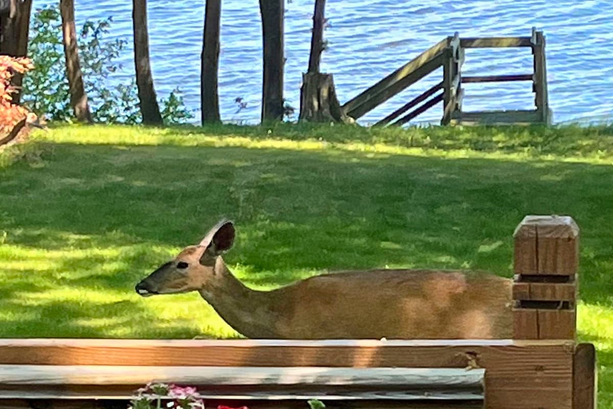 Keep an eye out for local wildlife during your stay, as deer may occasionally stop by the property.