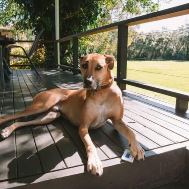 Pet-Friendly Cabins in the Smoky Mountains