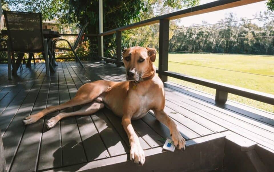 Pet-Friendly Cabins in the Smoky Mountains