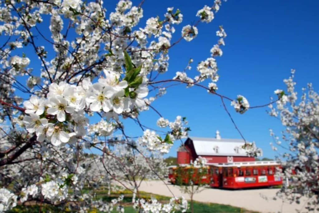 Spring in Door County A Bloom Filled Escape