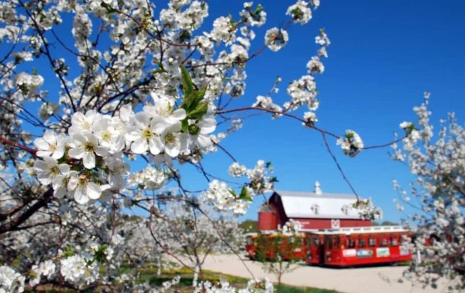 Spring in Door County A Bloom Filled Escape