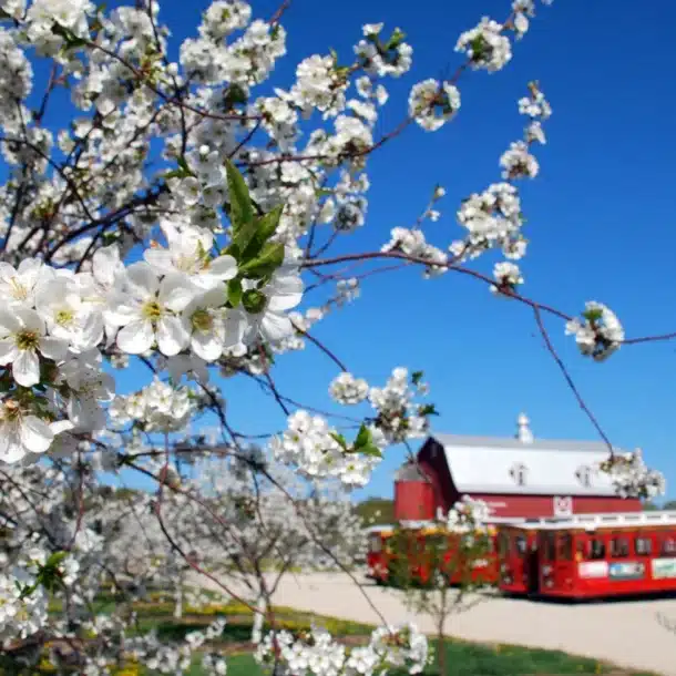 636286494581801291 mjs door county cherry blossoms
